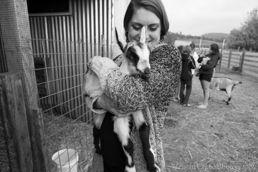 Baby Goats at Harley Farms